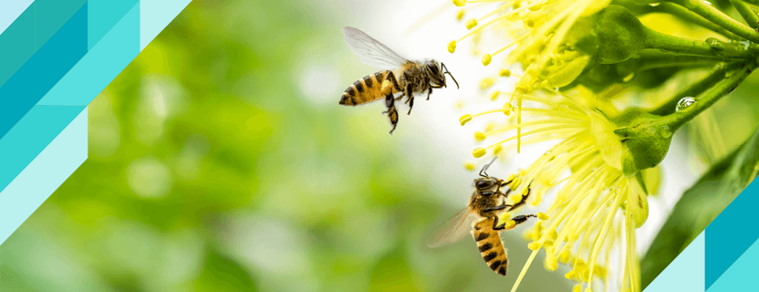 What is Good for Bee Sting?