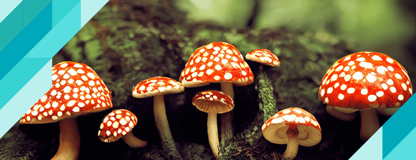 How to recognize poisonous mushrooms? Which ones can be consumed?