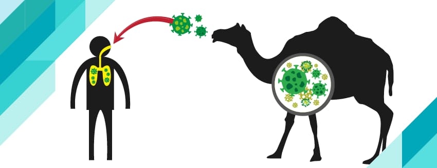 Что такое верблюжий грипп (MERS)?