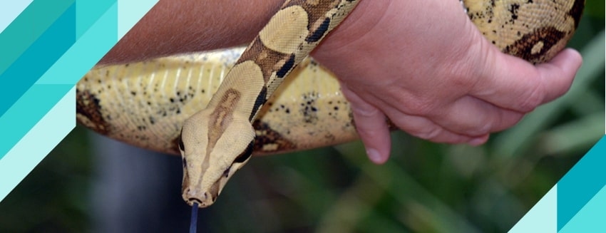 What is Ophidiophobia (Snake Phobia)?