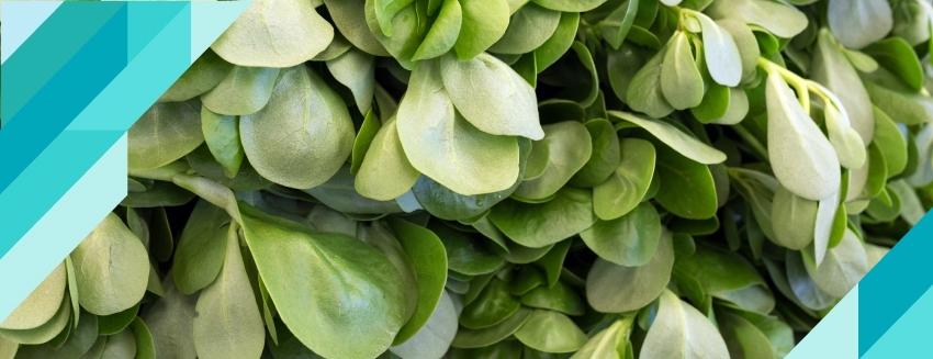 What are the Benefits of Purslane?