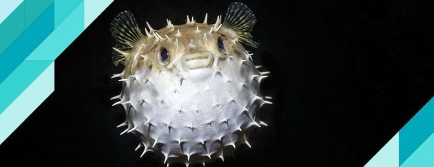 Balon balığı yemeyin