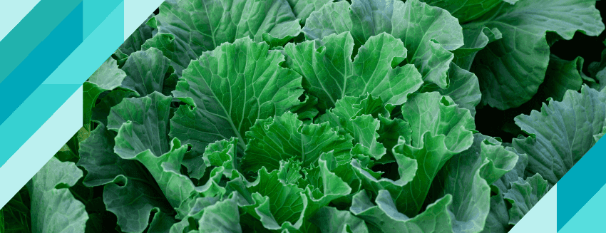 Karalahananın Faydaları Nelerdir?