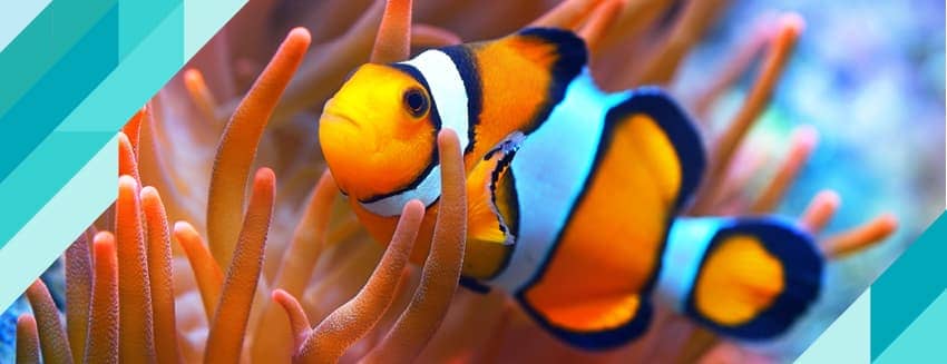 Simbiyotik İlişkiler Nedir? Simbiyotik İlişki Örnekleri Nelerdir?