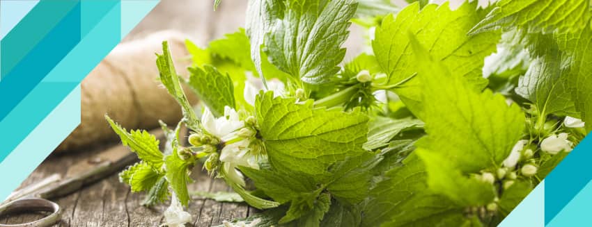 Isırgan Otu Faydaları Nelerdir? Neye İyi Gelir?