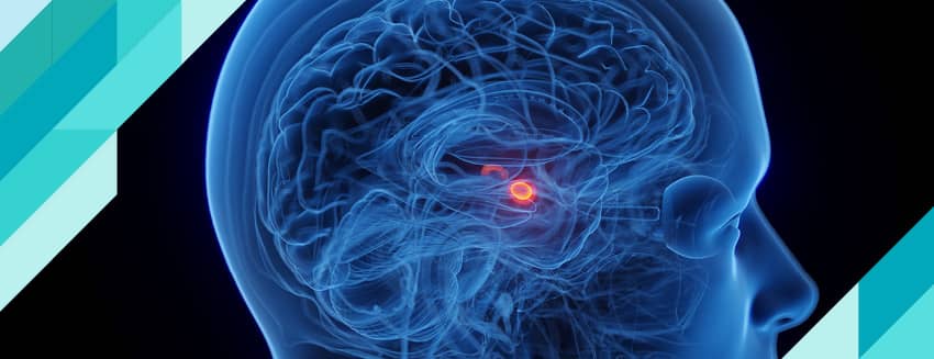 ما هي اللوزة الدماغية؟ ماذا تفعل؟