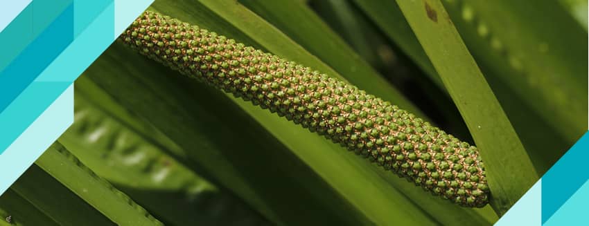 Eğir Otu Nedir? Faydaları Nelerdir?