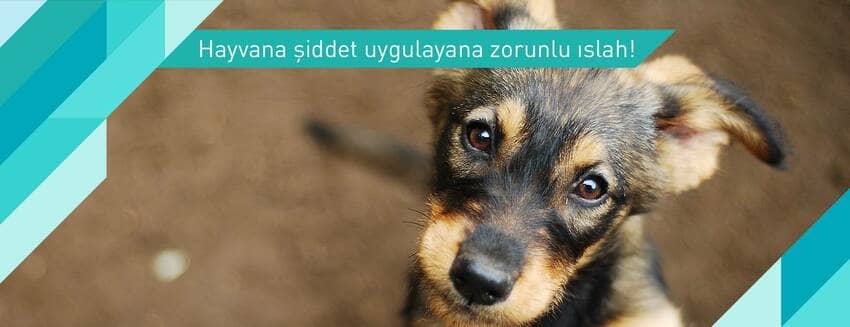 Hayvana şiddet uygulayana zorunlu ıslah!