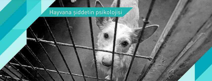 Hayvana şiddetin psikolojisi nasıldır