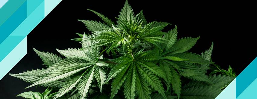 The oldest raw material in human history: Hemp