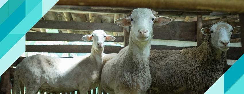 Kesimden etin tüketilmesine kadar bu uyarılara dikkat!