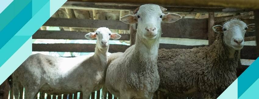 Sacrifice should be performed by expert butchers