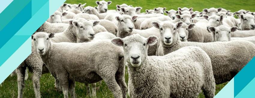 Risk of Orf's disease in sacrifice slaughter!