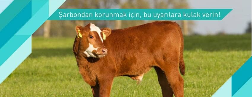 Şarbondan korunmak için ne yapmalı