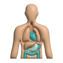 Tıbbi birimler - Internal Medicine (Internal Medicine)